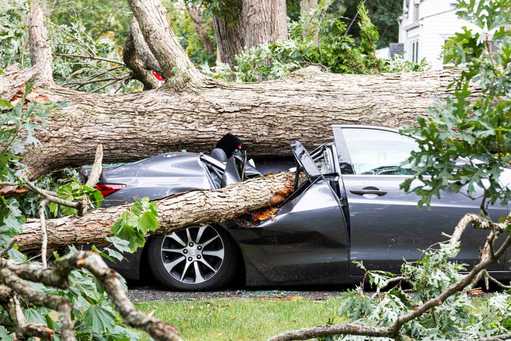 fallen tree crushed car